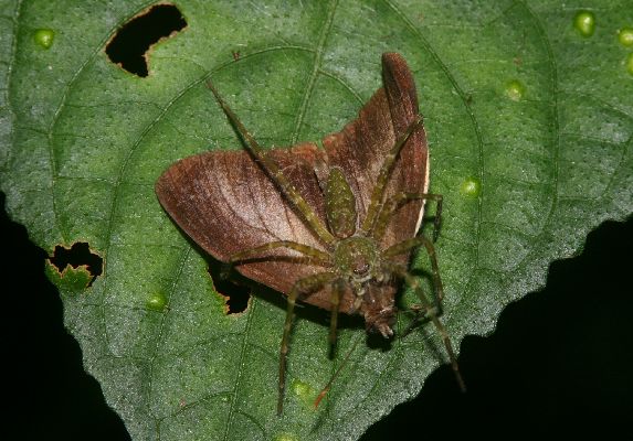 Bicyclus dorothea male caught by crab-spider